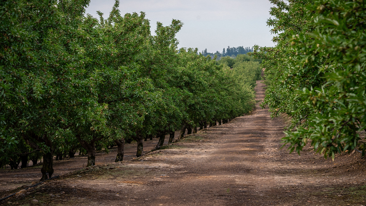 California Almond Acreage Drops Again in 2023
