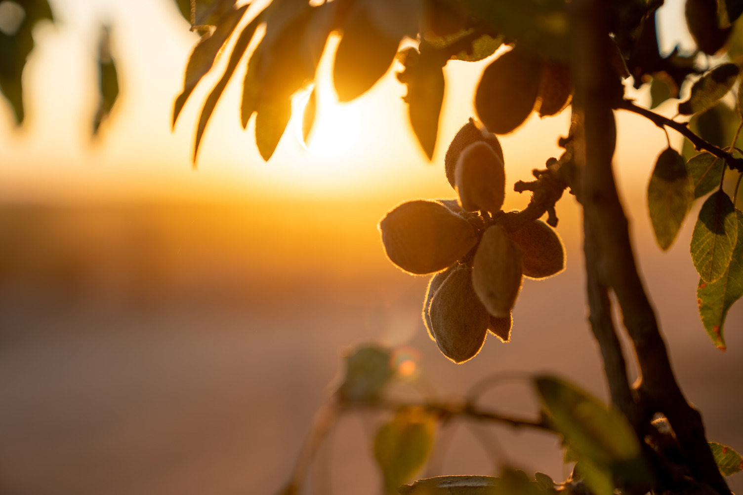 USDA Forecasts Smaller Almond Crop
